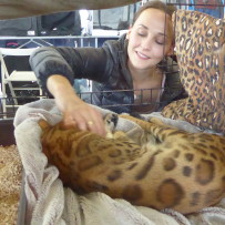 Katzenshow Salzburg